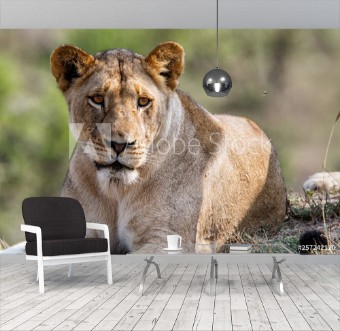 Picture of Portrait of a female lion in Sabi Sands Game Reserve in the Greater Kruger Region in South Africa